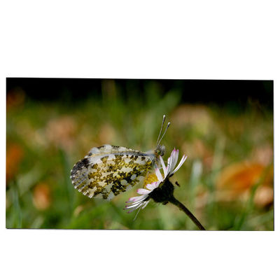 Хорошая цена LM270WQB-SSA1 27.0 дюймовый модуль ЖК-экрана 2K 240hz IPS для AW2721D онлайн