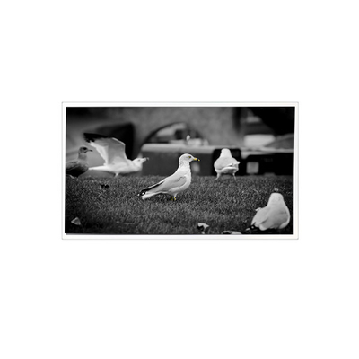 Хорошая цена 1200*1920 QV080WUM-N40 8,0 дюймовый ЖК-панельный дисплей для планшета онлайн
