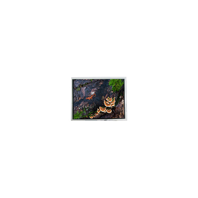 Хорошая цена новый 3,0 дюймовый 30WQF0H 240*400 5S1P WLED Модуль ЖК-экрана онлайн