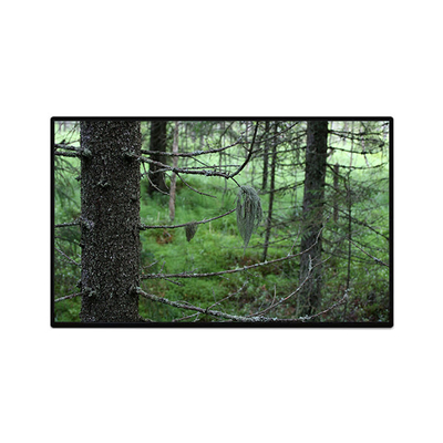 Хорошая цена TV101WUB-NW1-D9P0 10,1 дюйма 1200*1920 ЖК-дисплей онлайн